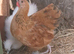 Beautiful young cocks pekin and pekin X