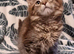 Pedigree Maine Coon Kittens for sale