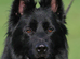 Handsome Male with a Unique pedigree