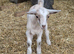 Romeo. Cracking little weather goat kid.