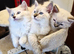 Ragdoll Kittens &ndash; Loving Home Raised&rdquo;