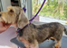 2 mature Standard Wirehaired girls