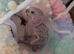 Co raised baby conure chicks