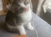 Beautiful x3 kittens for sale