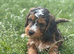 REDUCED F1 miniature show type cockapoos