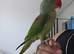 12 months old very very tame big health alexanderine
