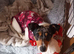 Jack Russell