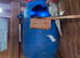 Blue Ringnecks