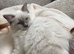 Female ragdoll kitten