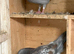 Indigo red Barr and Indigo red Check RPRA rings coloured racing pigeons