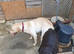 Labrador stud kc registered