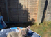 French bulldog puppies ready to leave