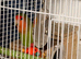 Love bird for sale