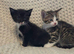 Kittens