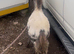 Miniature spot colt foal
