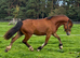 Gorgeous Thorneyside Welsh D Gelding 4yrs!