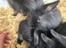 5 baby bunnies