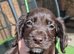 2 working cocker spaniel puppies Ready to leave now