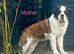 Beautiful KC registered show quality Puppies