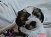 4 Gorgeous Zuchon puppies
