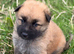 German Shepherd pups