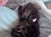 Chocolate toy poodle female
