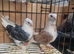 young beautiful german owl pigeon