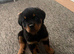 female rottie