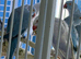 Baby Indian Ringneck parrot