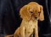 Stunning Cockalier Puppies