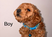 Cockapoo puppies