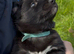 Beautiful Shollie Pups