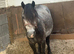 Welsh sec a grey dapple mare