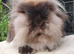 2 year old lionlop doe