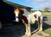 Stunning chunky cob