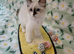 Active kittens of Champion Status dad