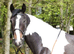 Lovely 3yr sports horse filly