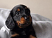 Mini long hair dachshund dapples and tans