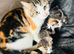 Beautiful little kittens