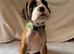 KC Reg Boxer Puppies 5 generations 1 Girl left.