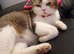 Exotic shorthair x kittens