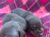 BEAUTIFUL PUPPIES
