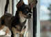 Chase- stud available