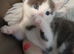 Light grey /white tortoise shell female kitten