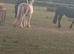 3yr old mare for sale