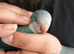 Silly tame quaker parrot baby