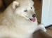 Samoyed