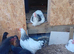 3 light sussex Cockerells and 1 hen for sale