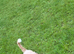 Male cockapoo