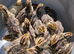 Quails Chicks (Jambo Japanes Coturnix) available